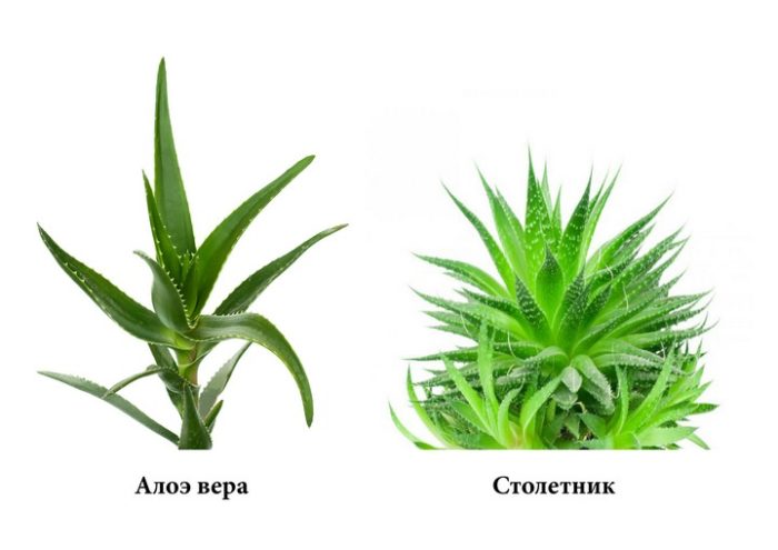 Разница между столетником и алоэ вера