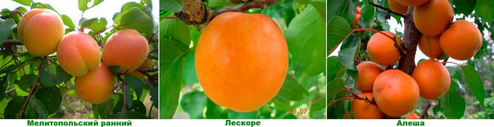 Рисунок - Абрикос