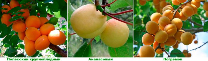 Рисунок - Абрикос