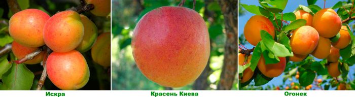 Рисунок - Абрикос