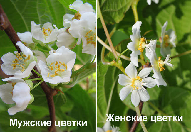 Рисунок - Актинидия