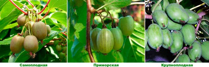 Рисунок - Актинидия