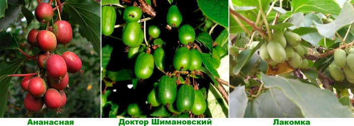 Рисунок - Актинидия