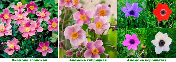 Рисунок - Анемона