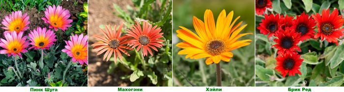 Рисунок - Арктотис