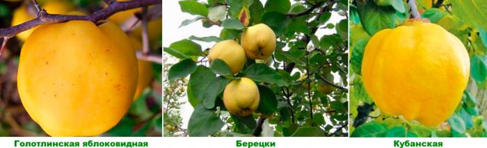 Рисунок - Айва