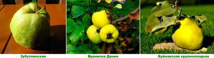 Рисунок - Айва