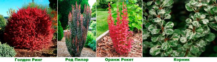 Рисунок - Барбарис