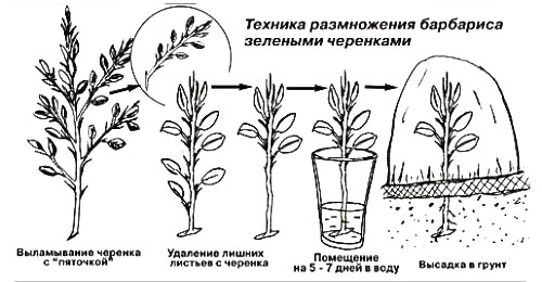 Рисунок - Барбарис