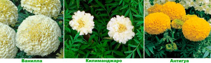 Рисунок - Бархатцы