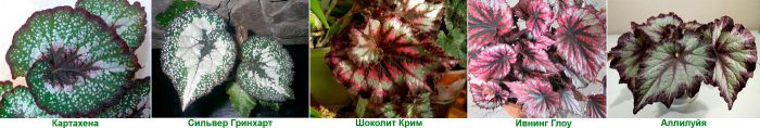 Рисунок - Бегония домашняя