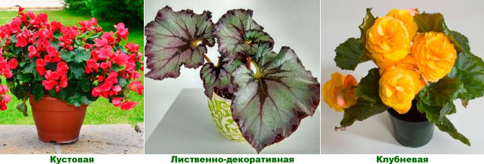 Рисунок - Бегония Элатиор