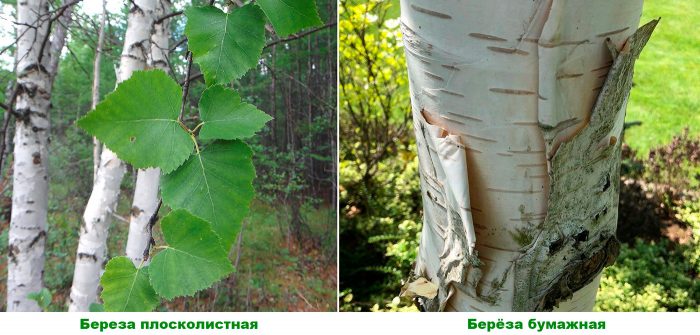 Рисунок - Береза