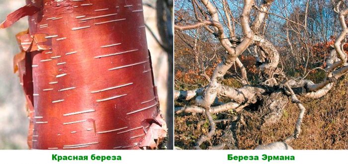 Рисунок - Береза