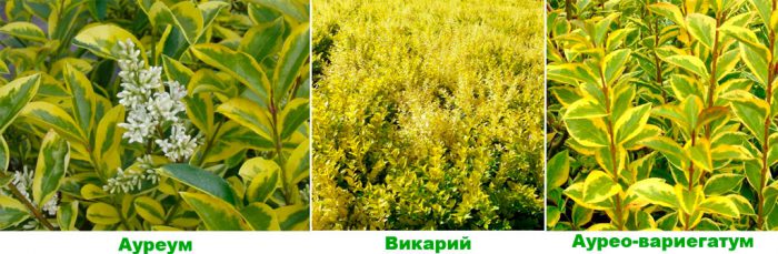 Рисунок - Бирючина