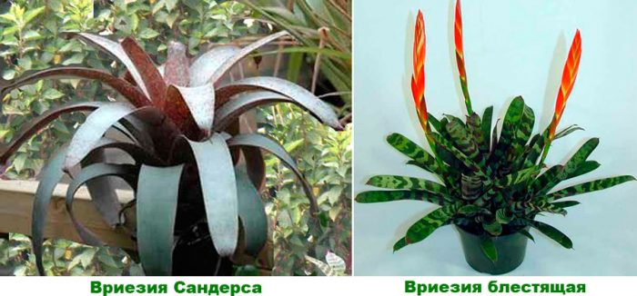 Рисунок - Бромелия