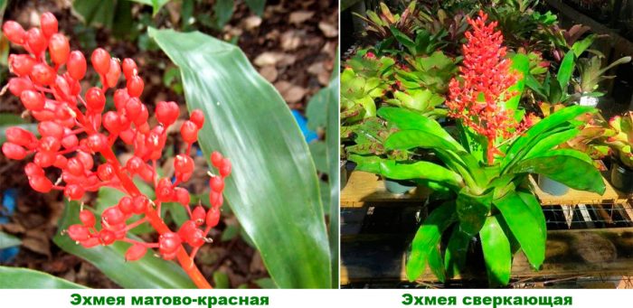 Рисунок - Бромелия