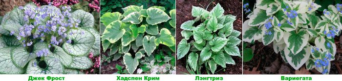 Рисунок - Бруннера
