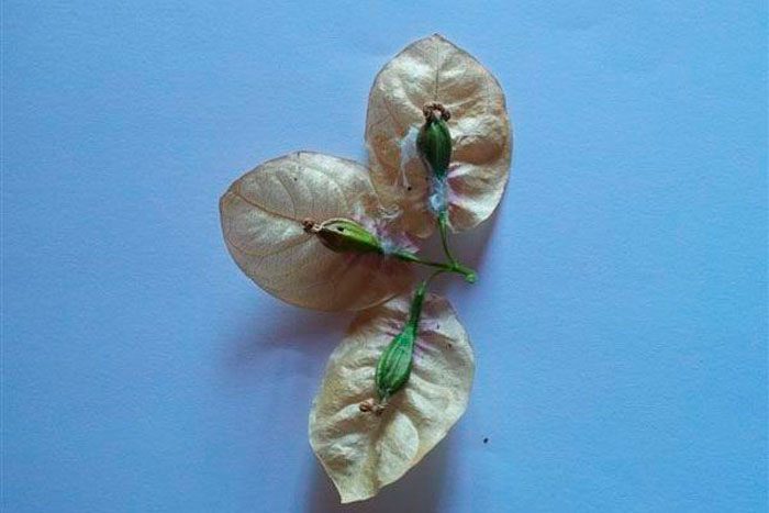 Рисунок - Бугенвиллия