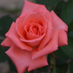 Рисунок - Чайно-гибридные розы