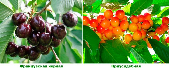 Рисунок - Черешня