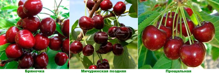 Рисунок - Черешня