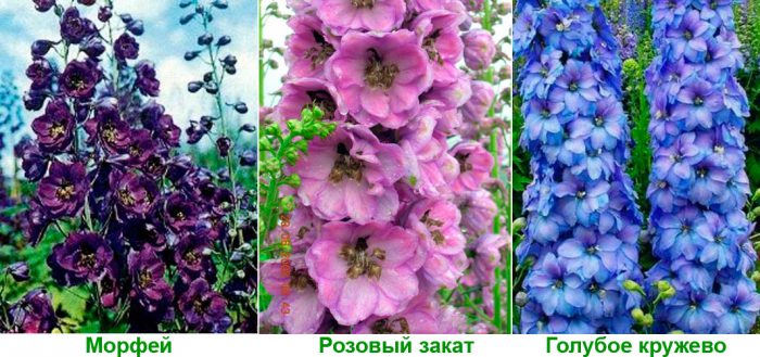 Рисунок - Дельфиниум