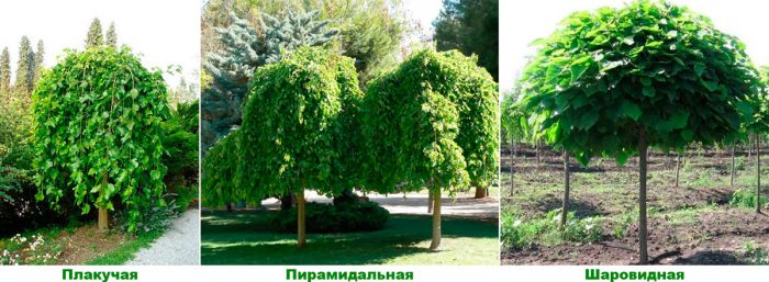 Рисунок - Дерево шелковица