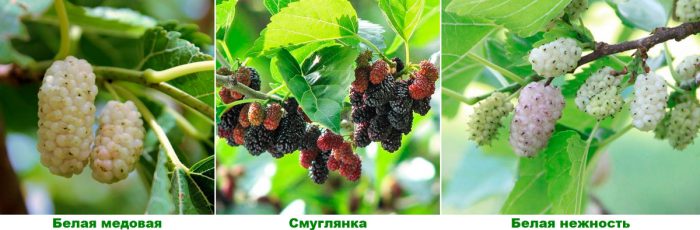 Рисунок - Дерево шелковица