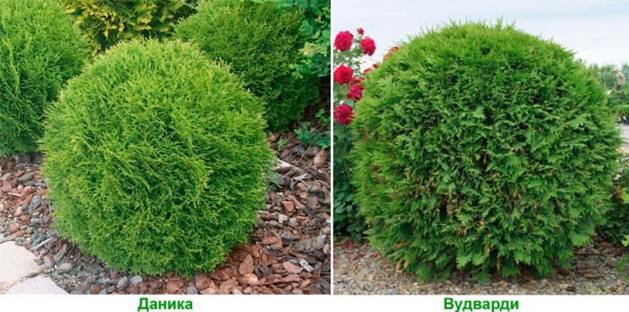 Рисунок - Дерево туя