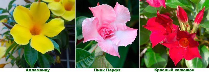 Рисунок - Дипладения (Мандевилла)