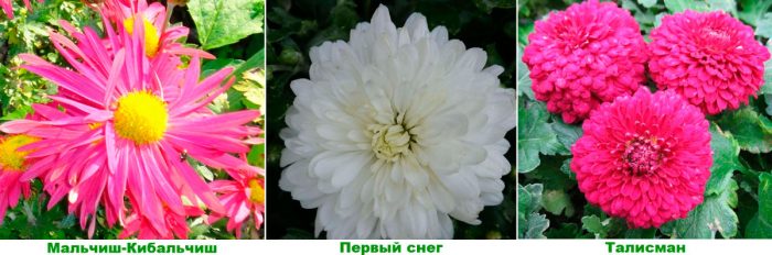 Рисунок - Домашняя хризантема