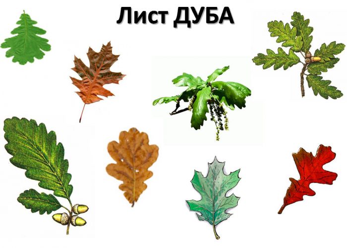 Рисунок - Дуб