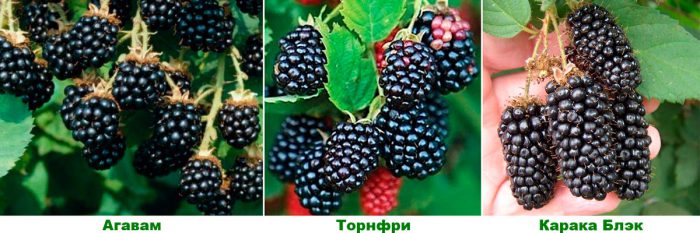 Рисунок - Ежевика