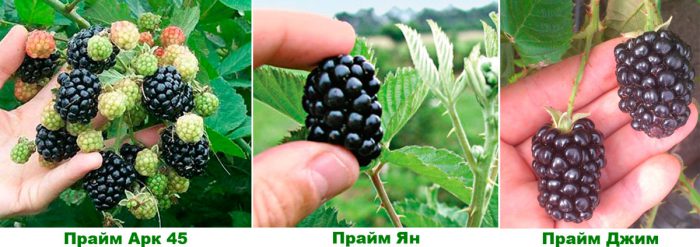 Рисунок - Ежевика