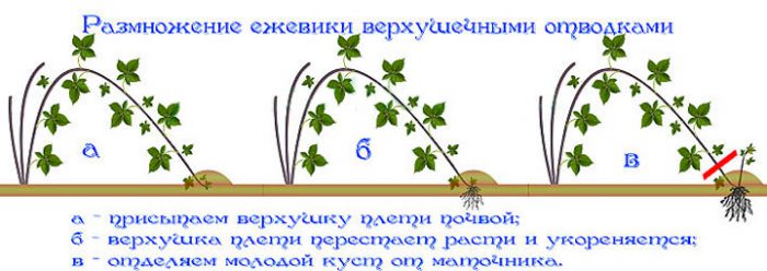 Рисунок - Ежевика