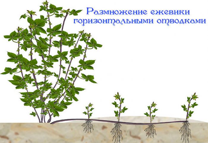 Рисунок - Ежевика