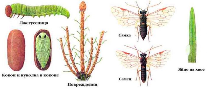 Рисунок - Ель