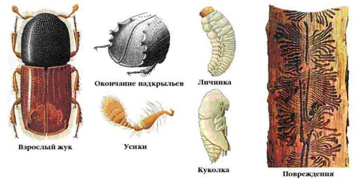 Рисунок - Ель
