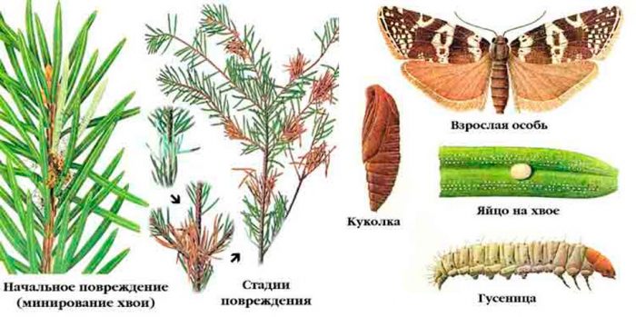 Рисунок - Ель