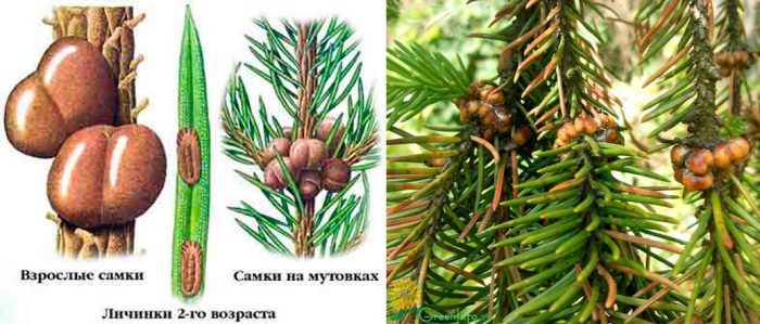 Рисунок - Ель