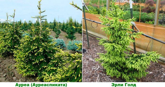 Рисунок - Ель