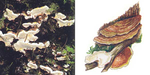 Рисунок - Ель