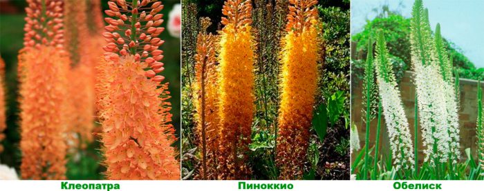 Рисунок - Эремурус