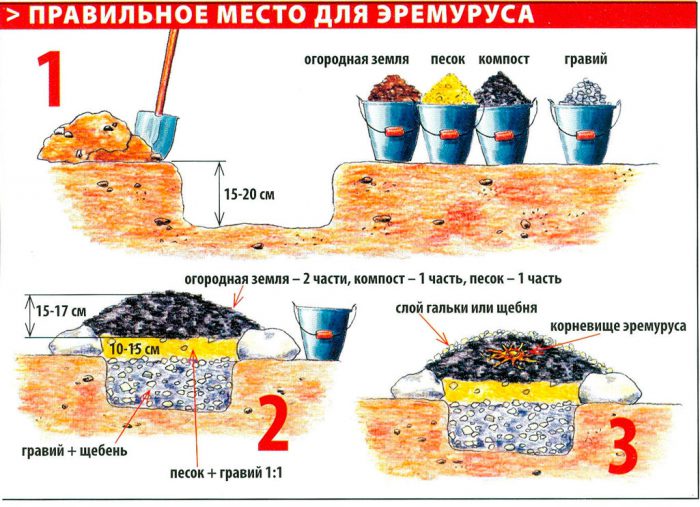 Рисунок - Эремурус