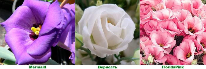 Рисунок - Эустома (Лизиантус)