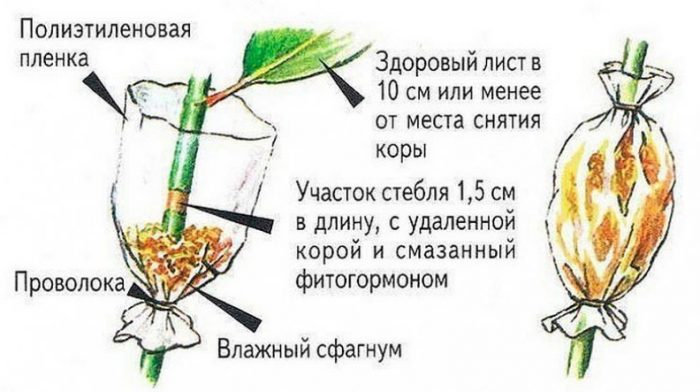 Рисунок - Фатсхедера