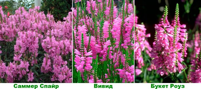 Рисунок - Физостегия