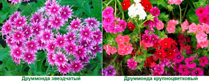 Рисунок - Флоксы