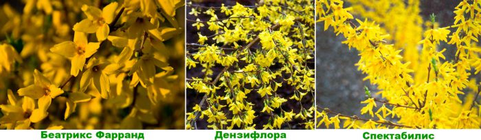 Рисунок - Форзиция